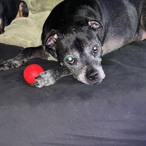 Meet your Posher, Don